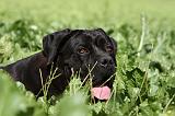 CANE CORSO 876